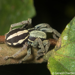 Storenomorpha