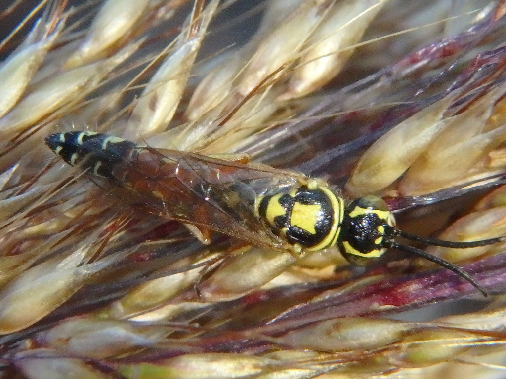 Procerothynnus