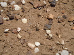 Bradyporinae