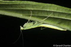 Tropidomantis