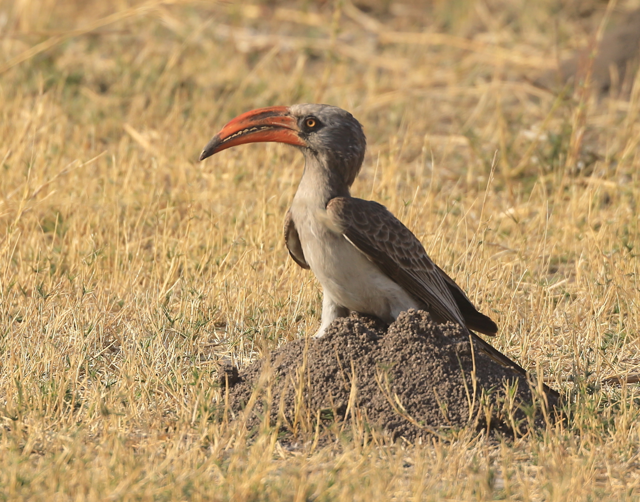 Bradfield's Hornbill (Lophoceros bradfieldi), photo 9
