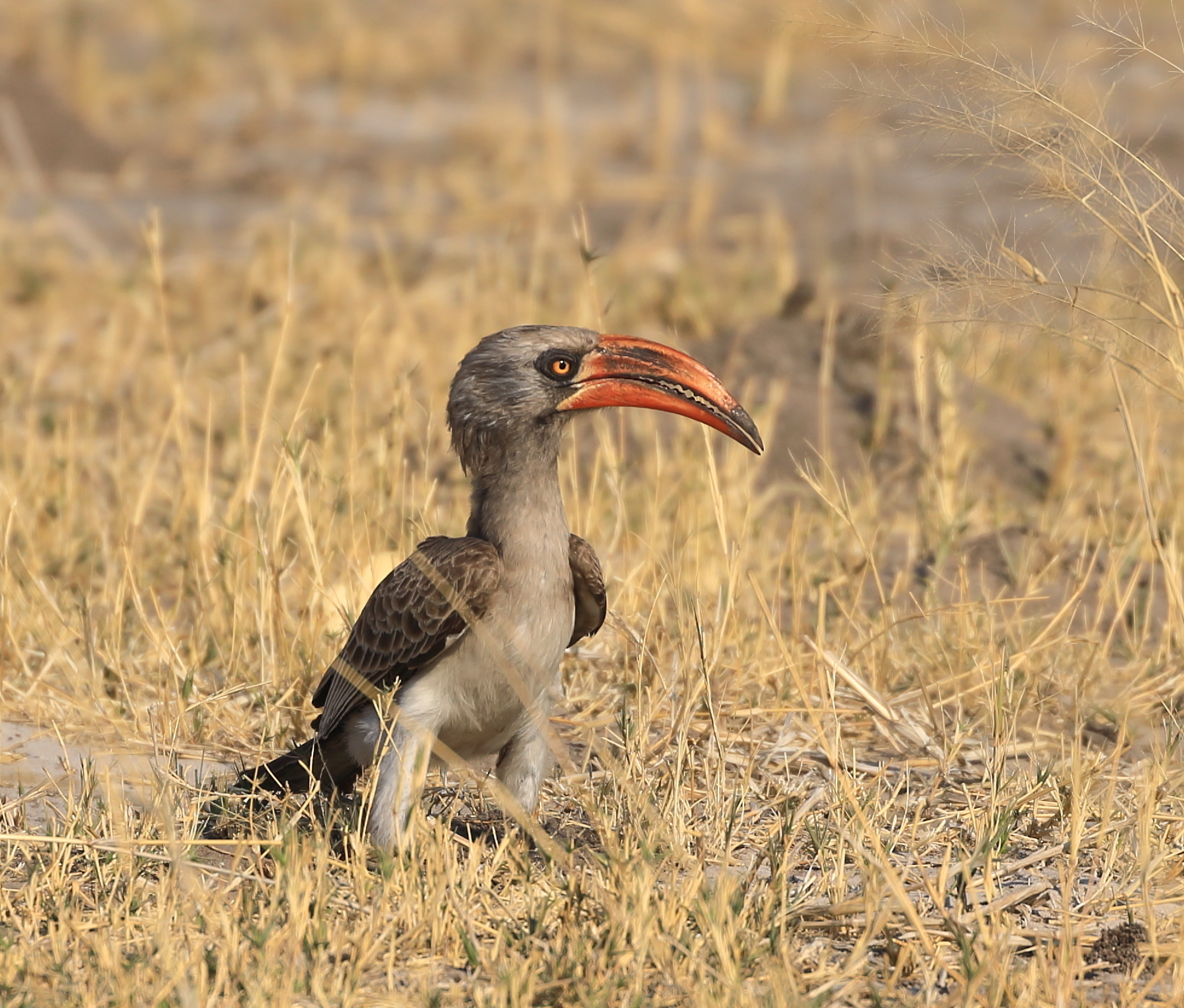 Bradfield's Hornbill (Lophoceros bradfieldi), photo 7