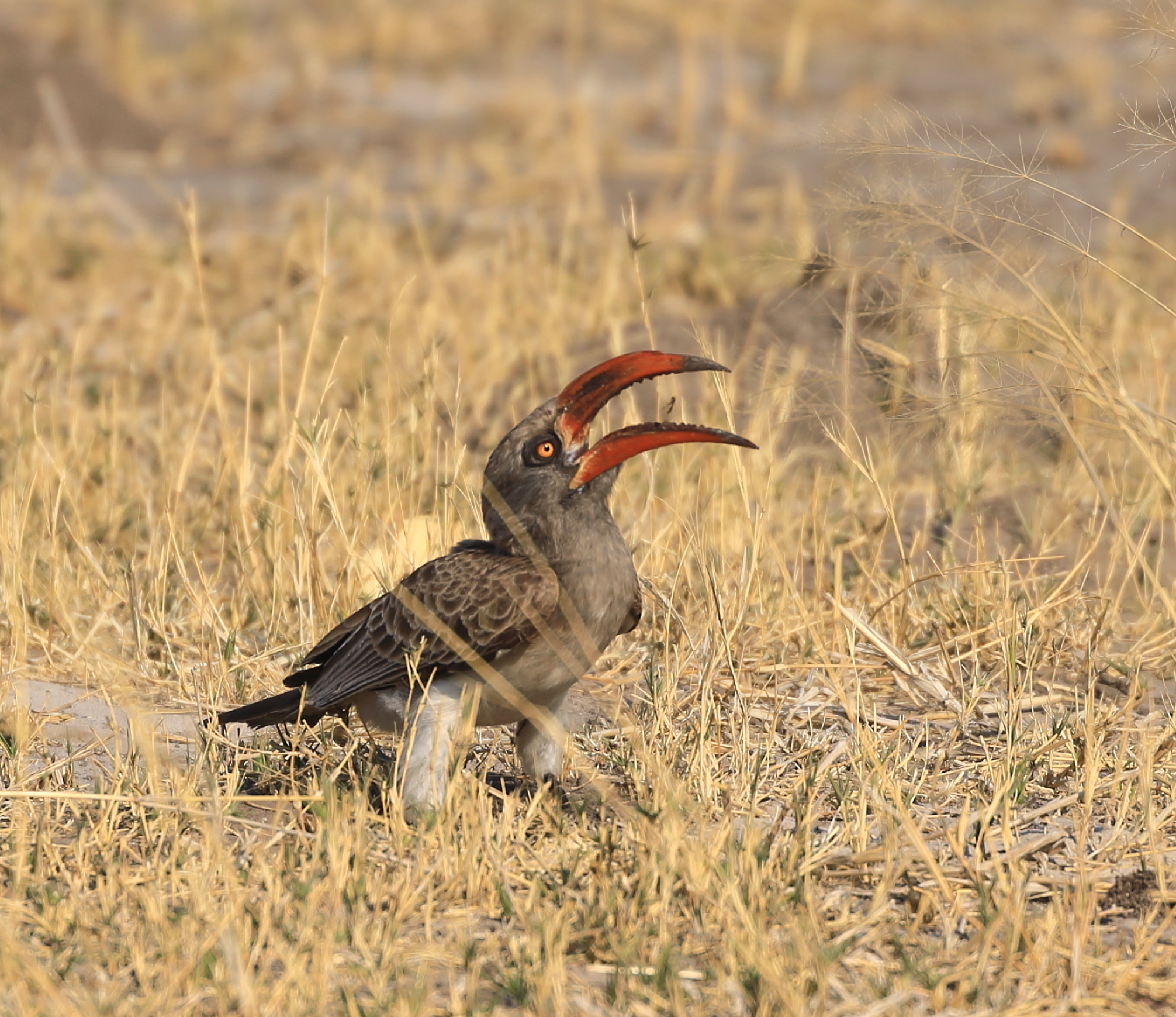 Bradfield's Hornbill (Lophoceros bradfieldi), photo 8