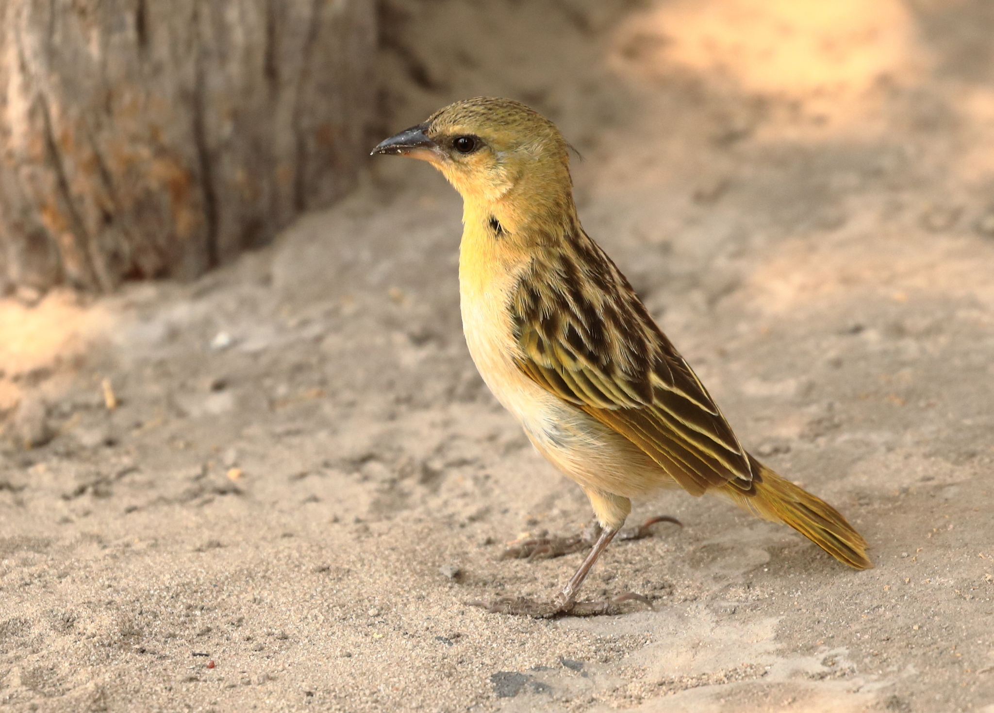 Southern Brown-throated Weaver (Ploceus xanthopterus), photo 3