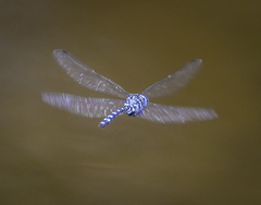 Austroaeschna cooloola