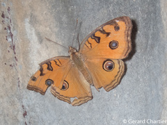 Junonia almana almana