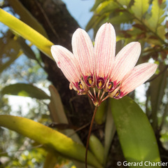 Bulbophyllum lepidum