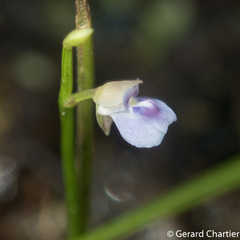 Utricularia uliginosa