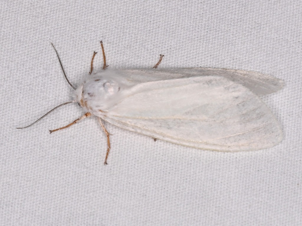 Fall Webworm Moth from The Parke, Austin, TX 78726, USA on September 20 ...