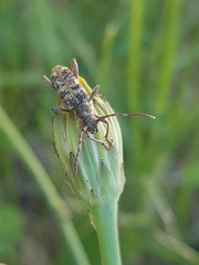 Pempsamacra dispersa