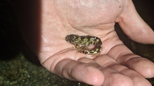 Coryphoblennius galerita