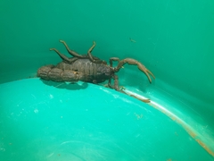 Parabuthus transvaalicus