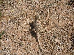 Phrynocephalus versicolor