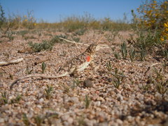 Phrynocephalus versicolor