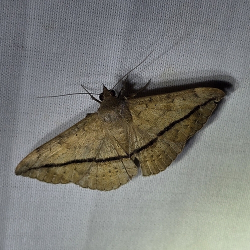 Velvetbean Caterpillar Moth photo 4