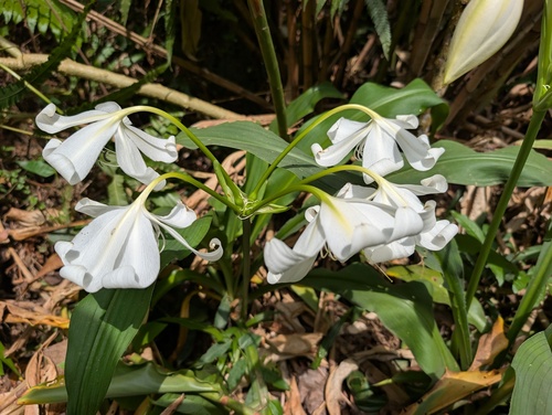 Rattrayii Crinum (Crinum jagus)