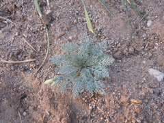 Hypecoum leptocarpum