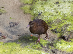 Gallirallus australis scotti