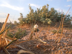 Hypecoum leptocarpum