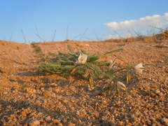 Hypecoum leptocarpum