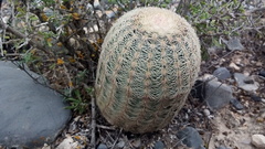 Echinocereus pectinatus pectinatus