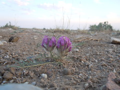 Astragalus laguroides