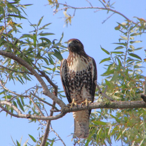 iNaturalist observation photo of Red-tailed Hawk