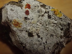 Pertusaria subverrucosa