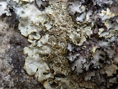 Podostictina pickeringii