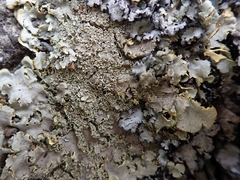 Podostictina pickeringii