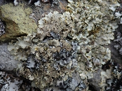 Podostictina pickeringii