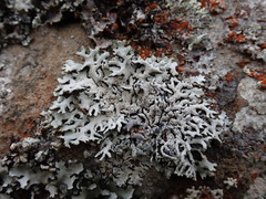 Hypogymnia subphysodes