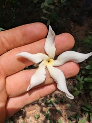 Cape Jasmine (Tabernaemontana pachysiphon)