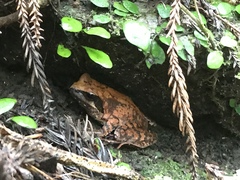 Rana japonica