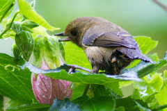 Diglossa albilatera