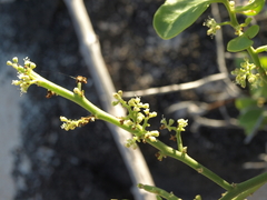 Cryptocarpus pyriformis