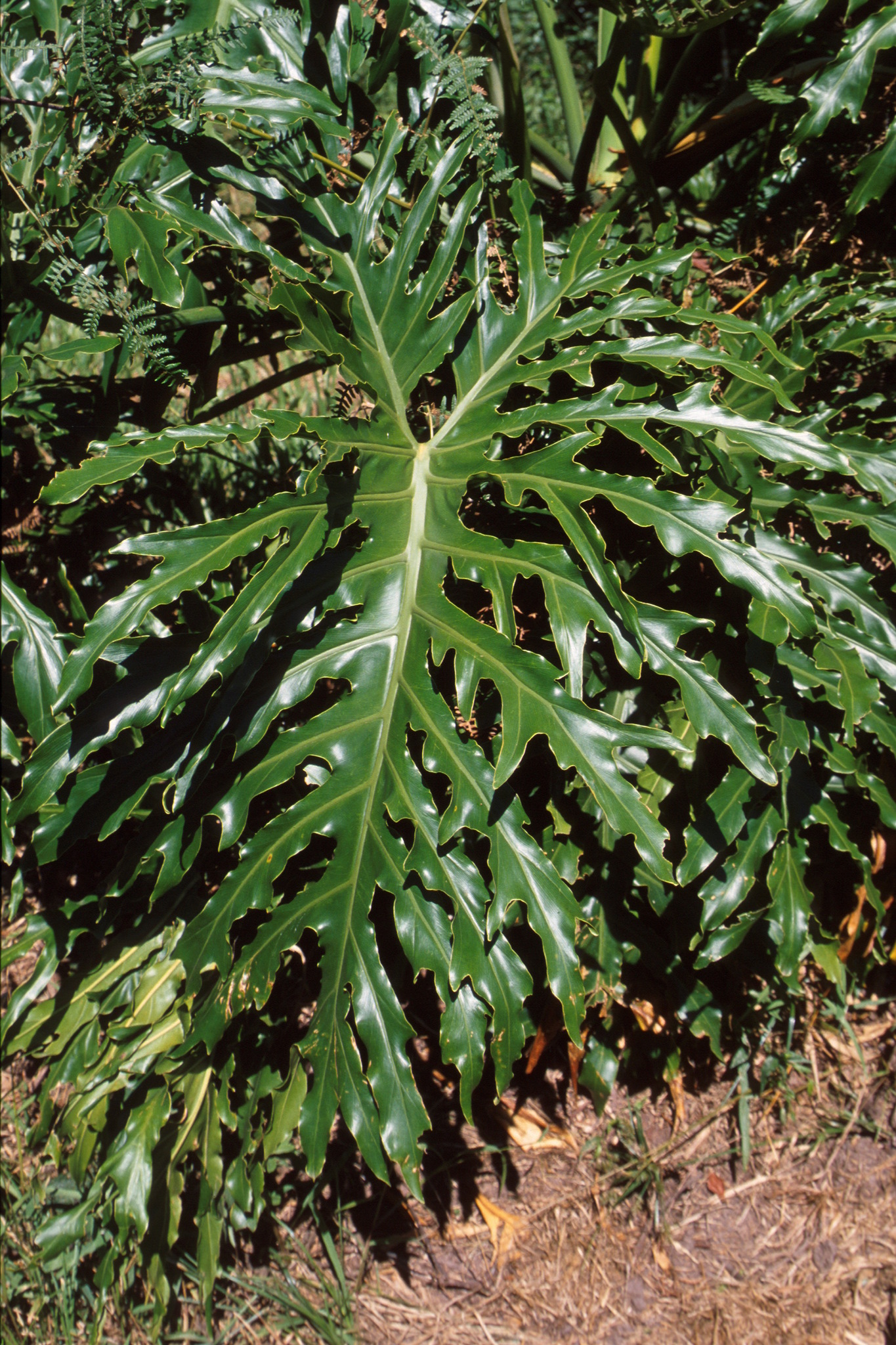 Thaumatophyllum bipinnatifidum