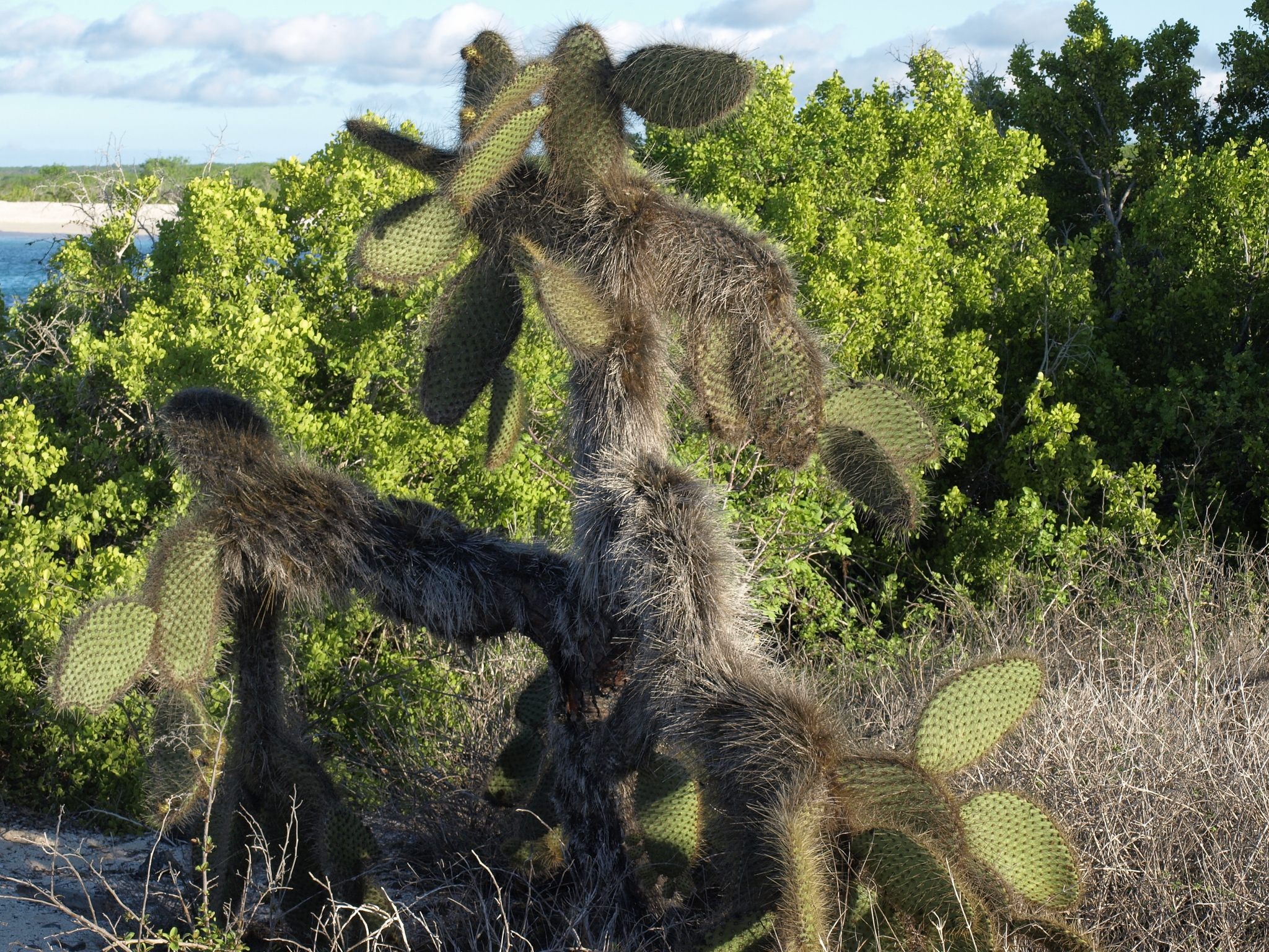 Galpagos Pricklypear (Opuntia galapageia)  iNaturalist