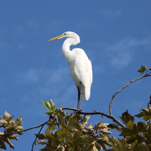 iNaturalist observation photo of Great Egret