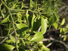 Vallesia pubescens