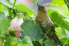 Diglossa albilatera