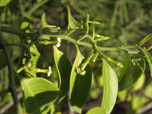 Galapagos pearlberry (Vallesia pubescens)