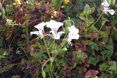 Pelargonium peltatum
