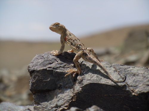 Tuvan Toad-headed Agama