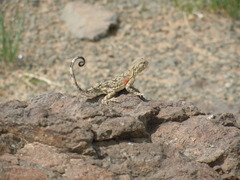 Phrynocephalus versicolor