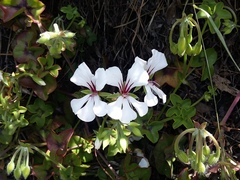 Pelargonium peltatum