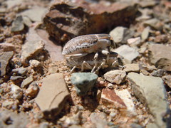 Conorhynchus conirostris