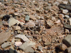 Conorhynchus conirostris