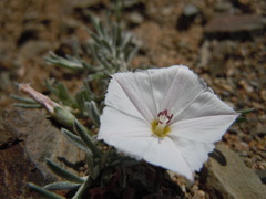 Convolvulus ammannii