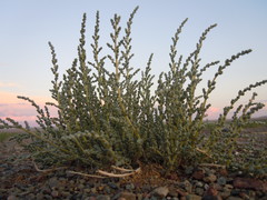 Salsola passerina